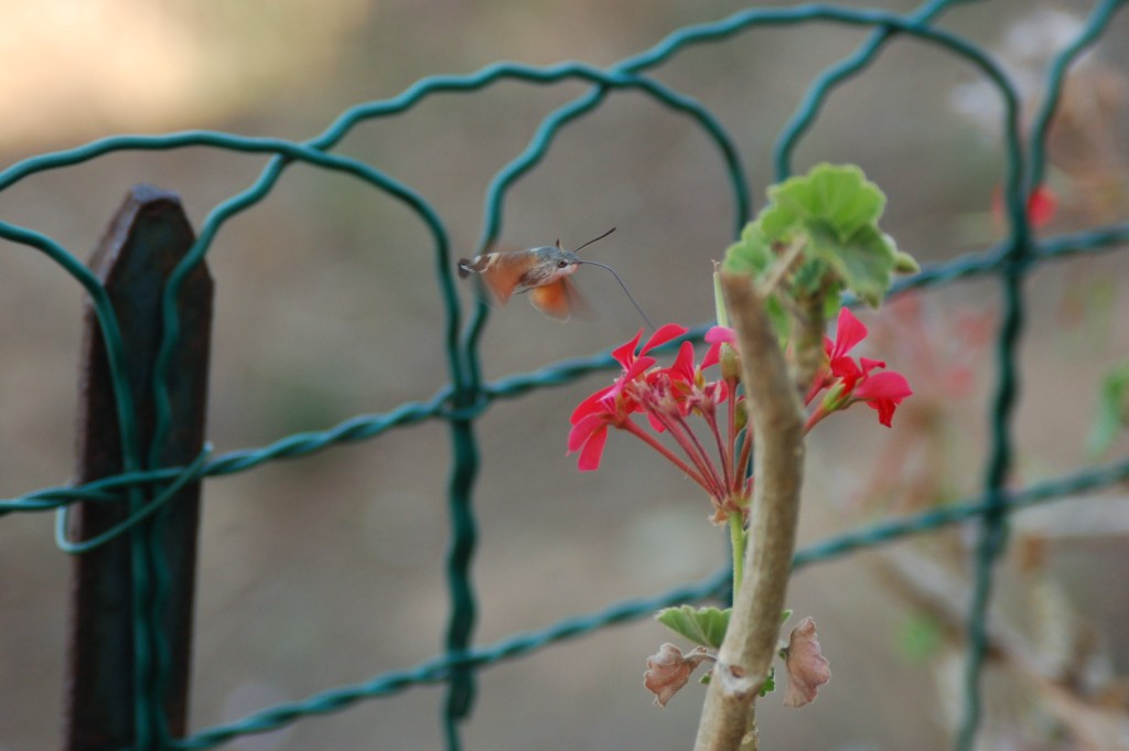 Macroglossum stellatarum